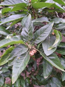 Pauquy - Withania aristata, Withania aristata, évelő, fásszárú